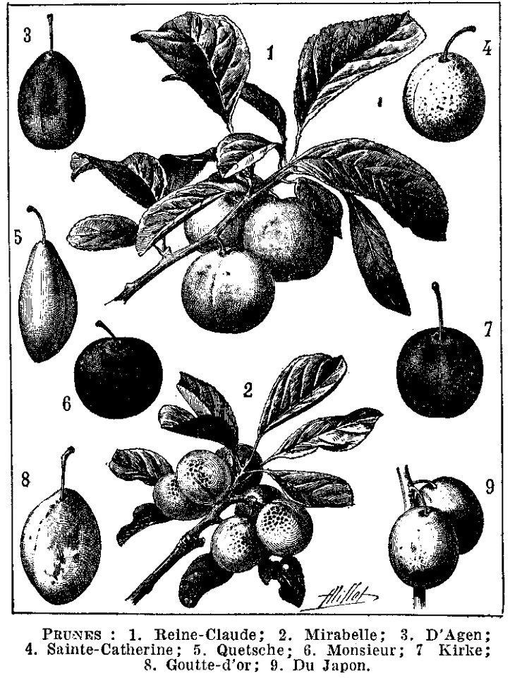 prunes 1