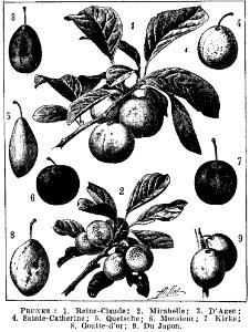 prunes 1