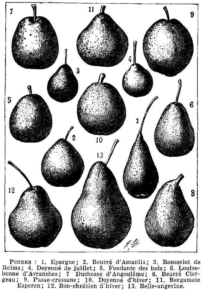 poires-fruits