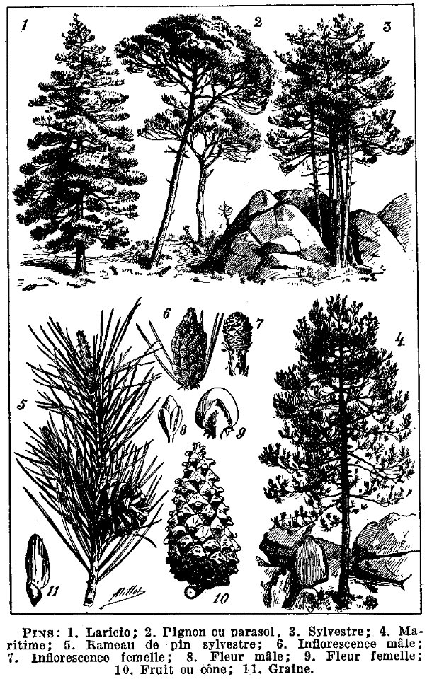 pins