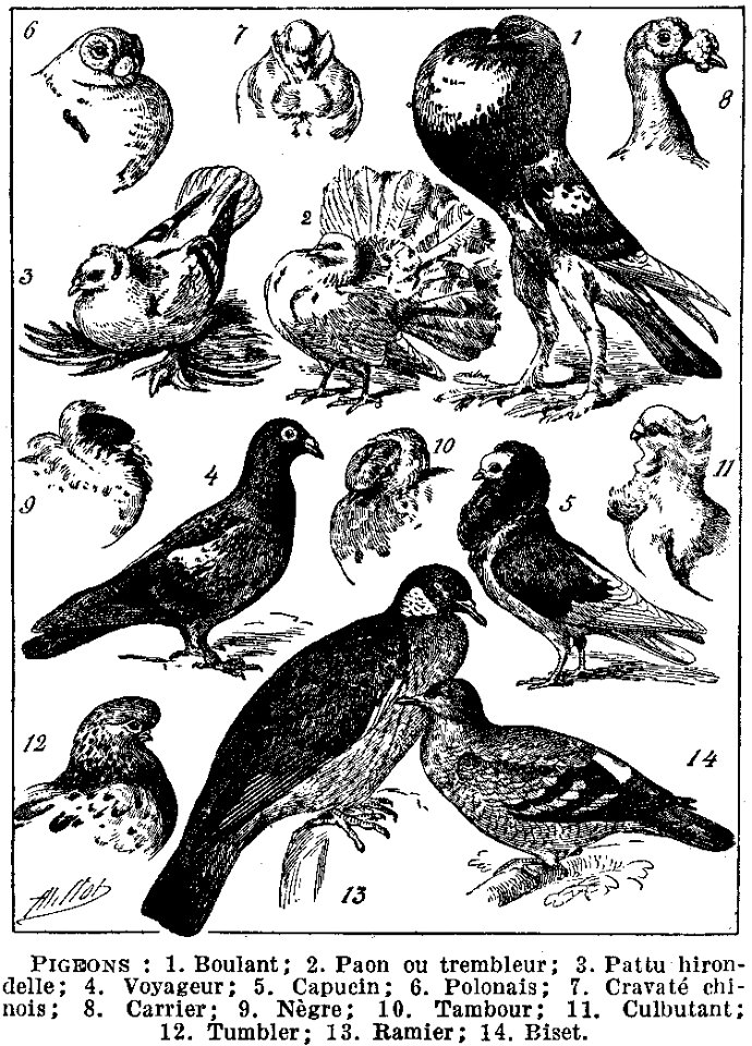 pigeons