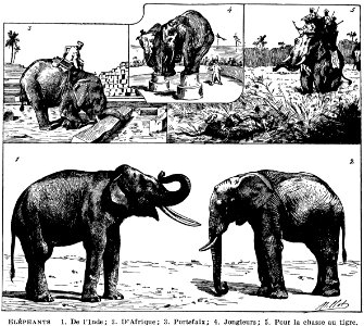 éléphants