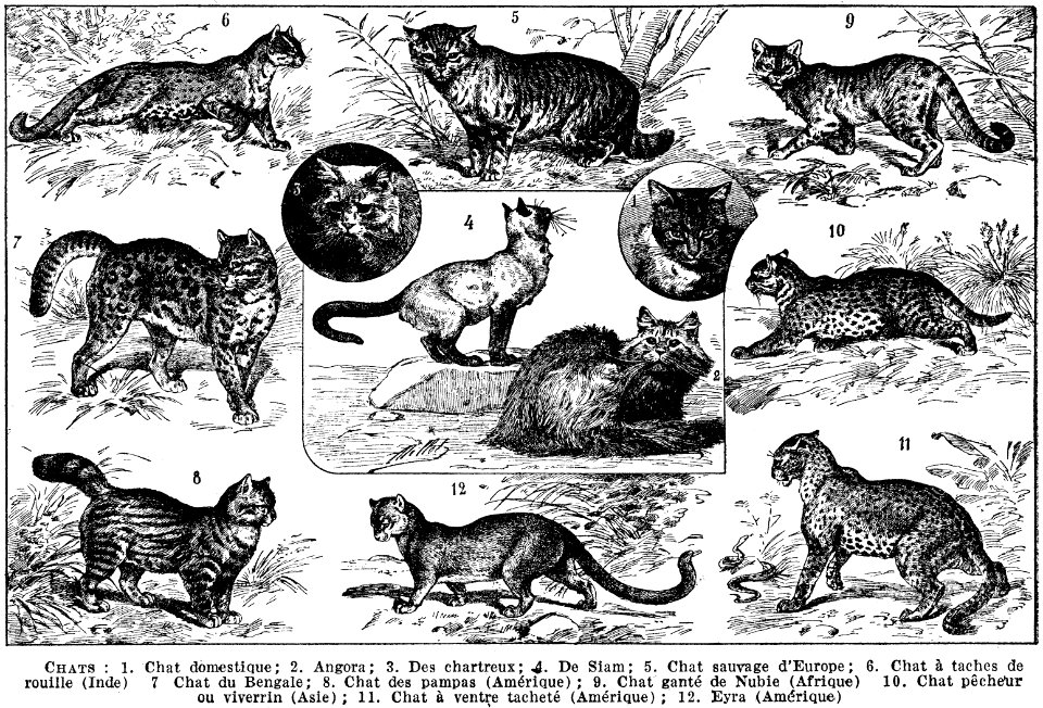 chats