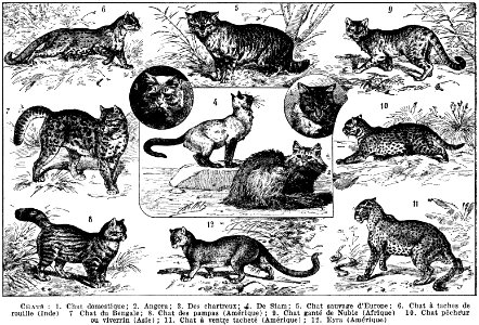 chats