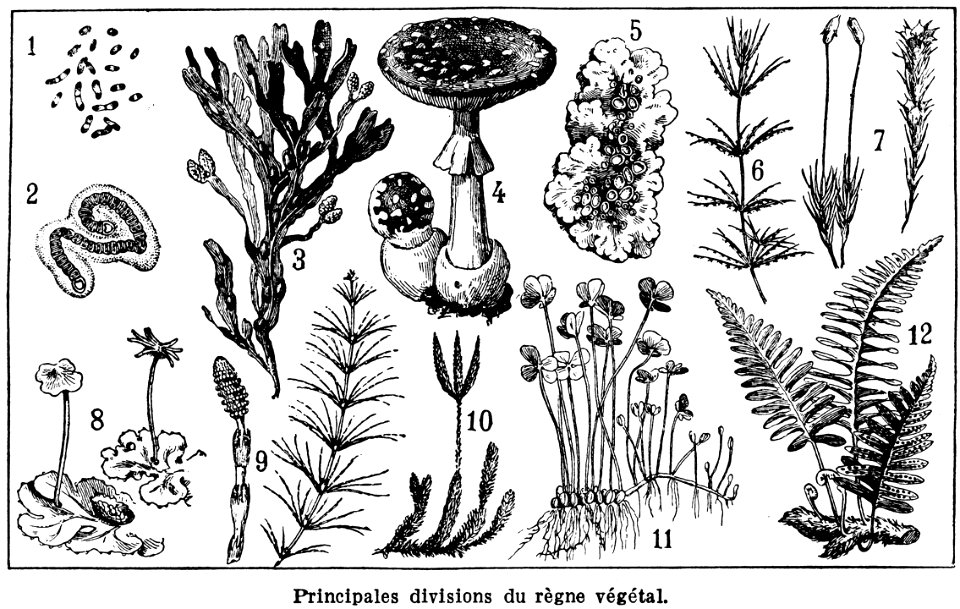 botanique-classification-1