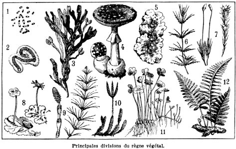 botanique-classification-1
