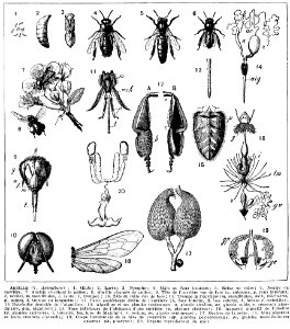 abeille