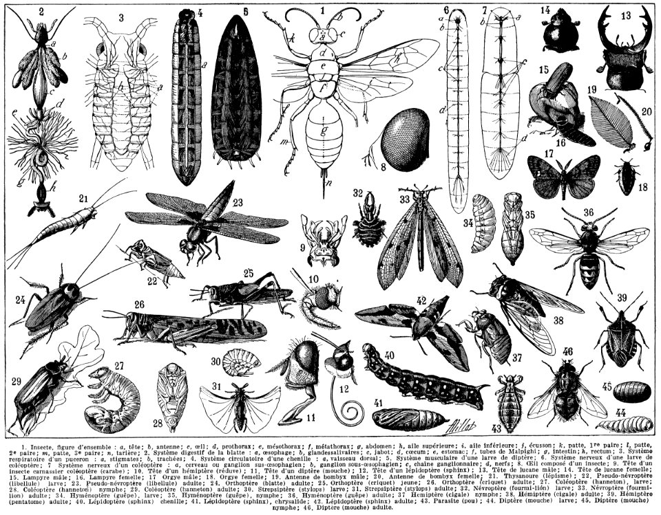insectes-NetB