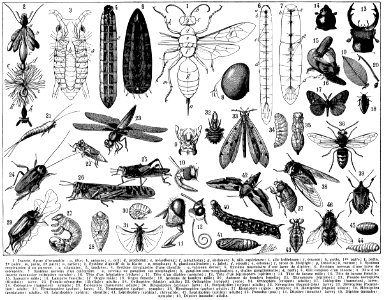 insectes-NetB