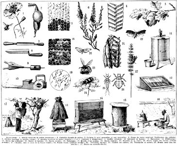 apiculture