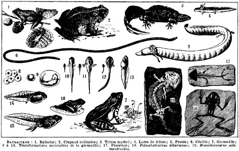 batraciens