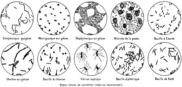 bacteries