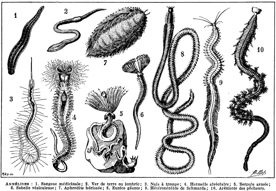 annelides