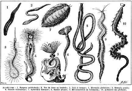 annelides