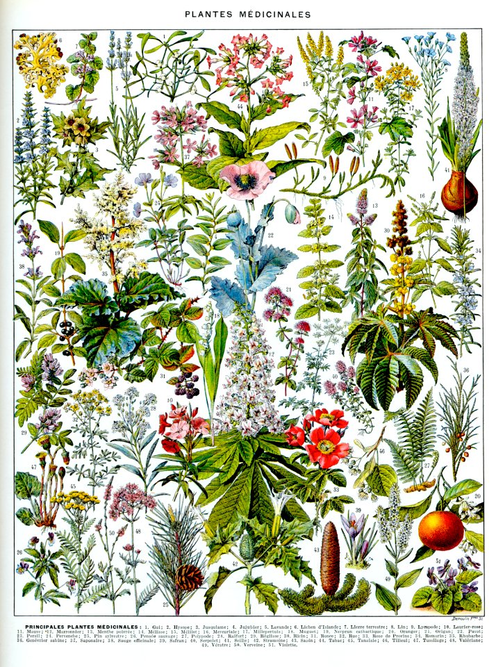 plantes médicinales-2