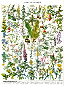 plantes médicinales-1