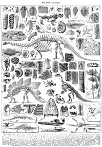 paléontologie-1