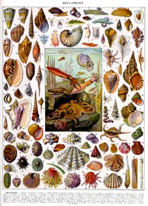 mollusques-couleurs