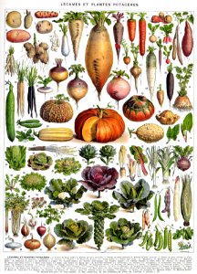 légumes-couleurs
