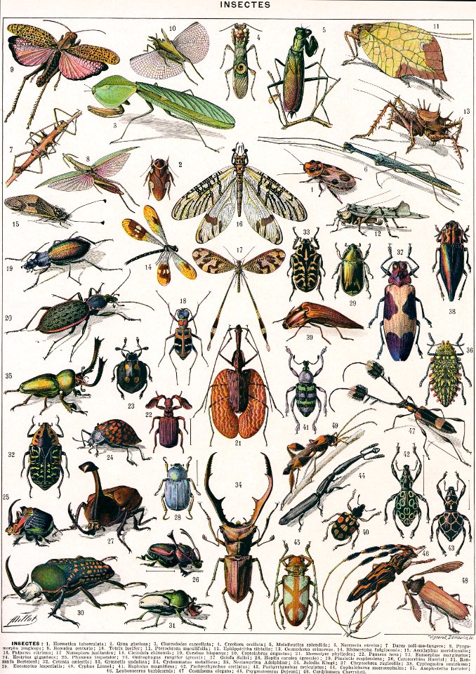 insectes-couleurs