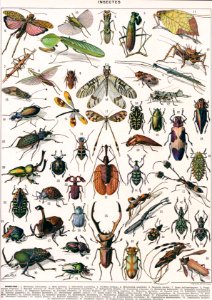 insectes-couleurs