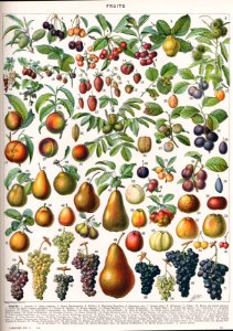 fruits