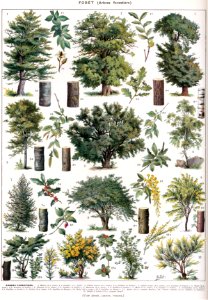 forêt-1