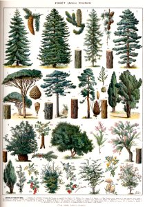 forêt-2