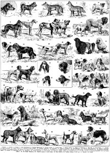 chiens