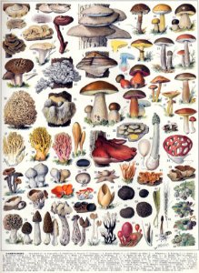 champignons-couleurs 2