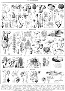 champignons NB
