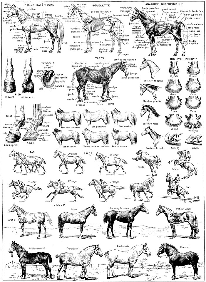 cheval
