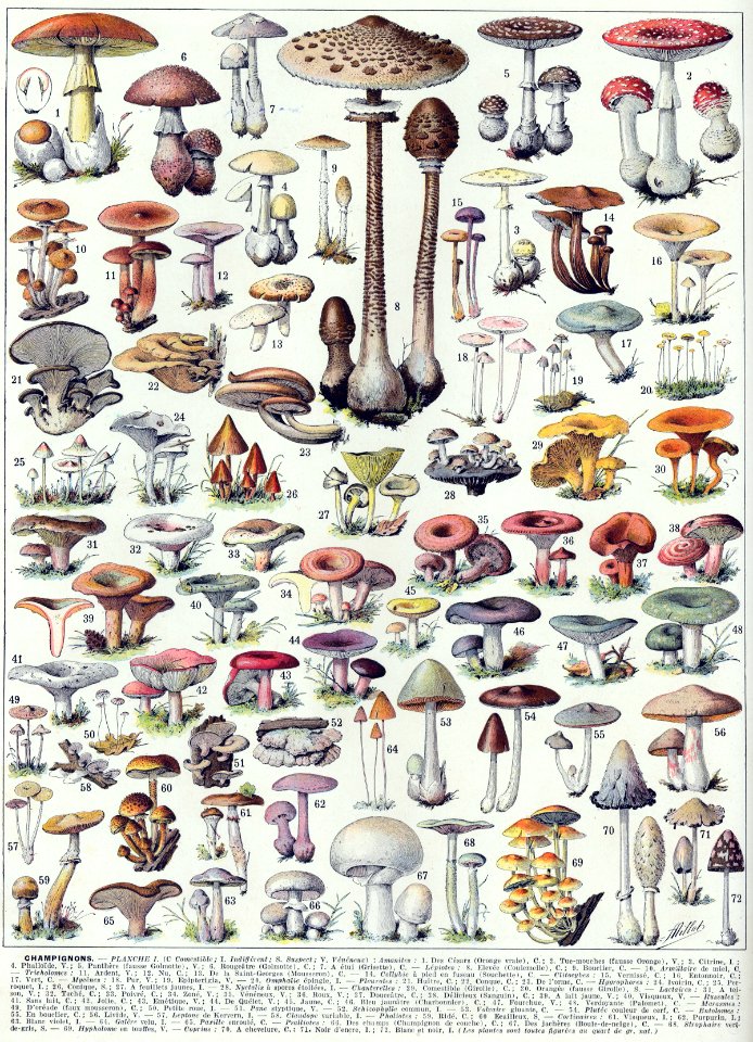 champignons-couleurs 1