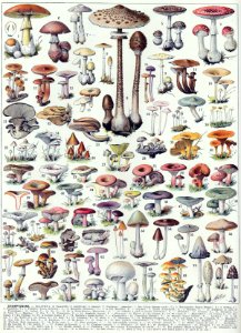 champignons-couleurs 1