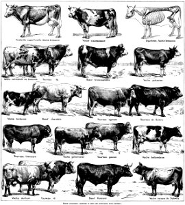 boeuf