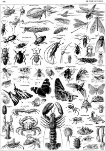 arthropodes