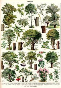 arbres-couleurs-2