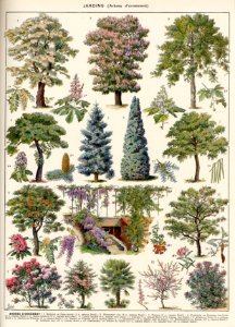 arbres d'ornement-2
