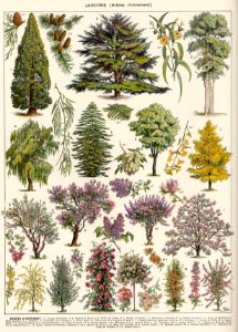 arbres d'ornement-1