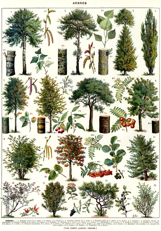 arbres-couleurs-1