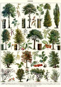 arbres-couleurs-1