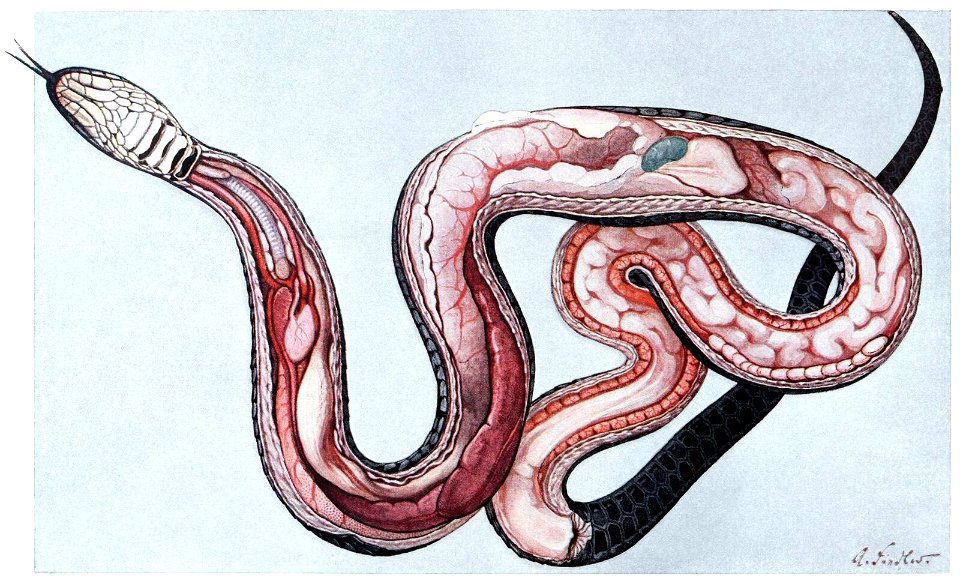grass-snake-anatomy-1600