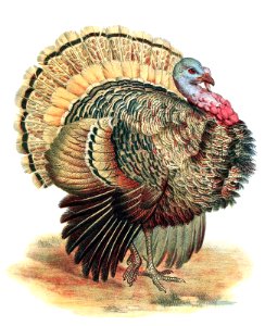 wild-turkey-1600. Free illustration for personal and commercial use.