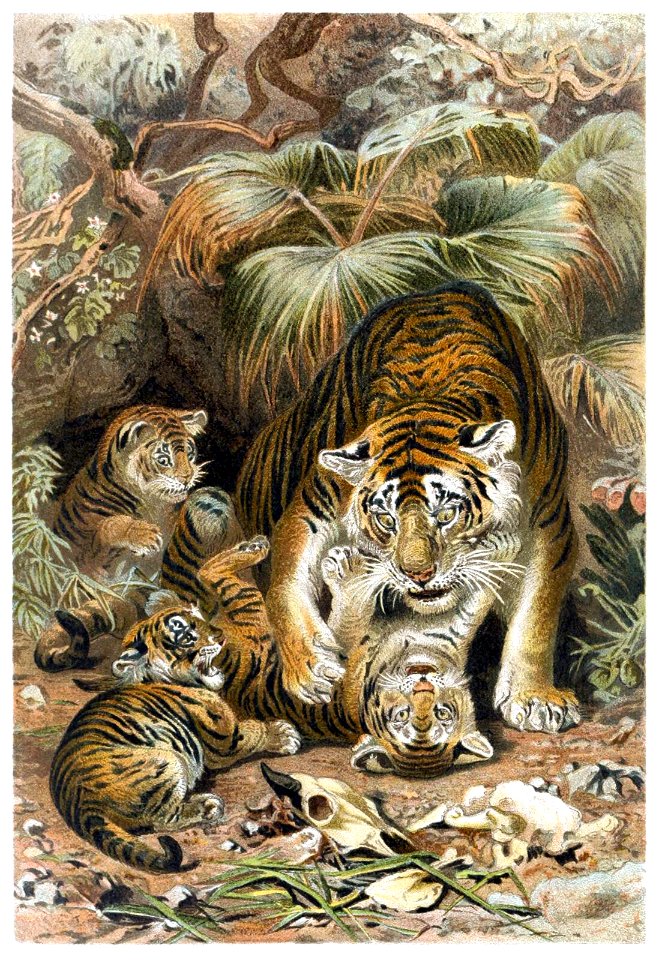 tigers-1600. Free illustration for personal and commercial use.