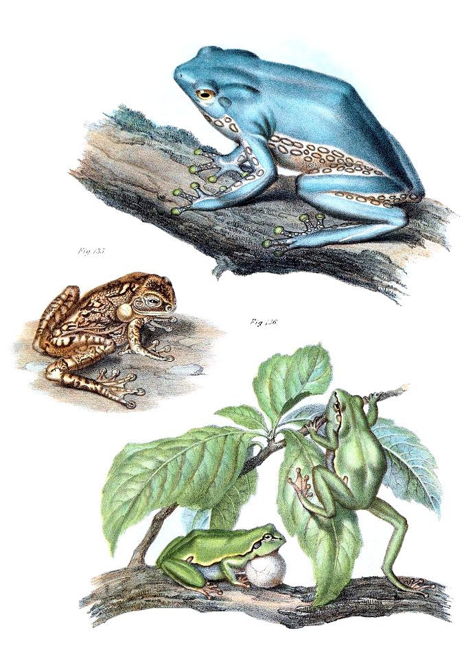 leaf-frog-1600