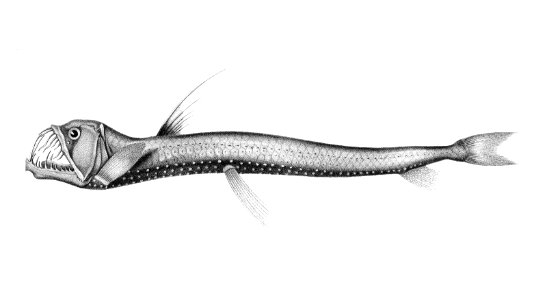 scaly-dragonfish-1600