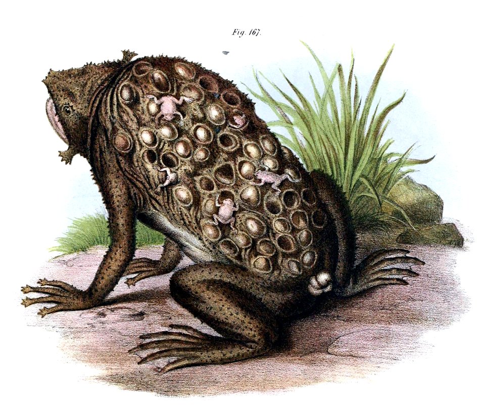 suriname-toad-1600