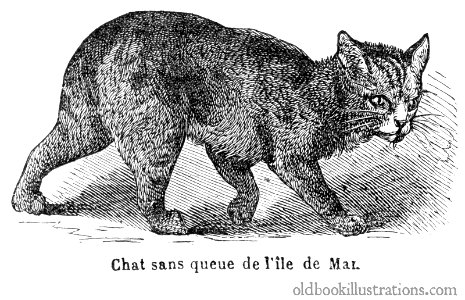 manx-cat-1600