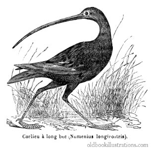long-billed-curlew-1600