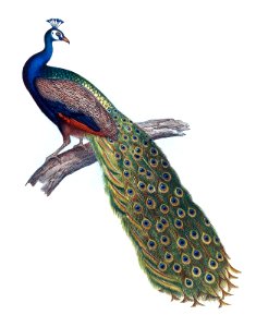 indian-peacock-1600. Free illustration for personal and commercial use.